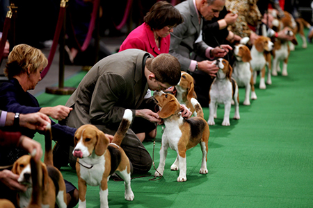 Keith Paladino of Lodi, N.J., second from left, works with a 15 inch Beagle as they line up in the ring for competition at the 136th annual Westminster Kennel Club dog show, Monday, Feb. 13, 2012, in New York.