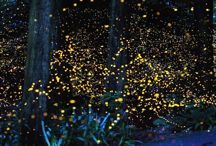 firefly-kuala-selangor2_1 firefly-kuala-selangor2_1