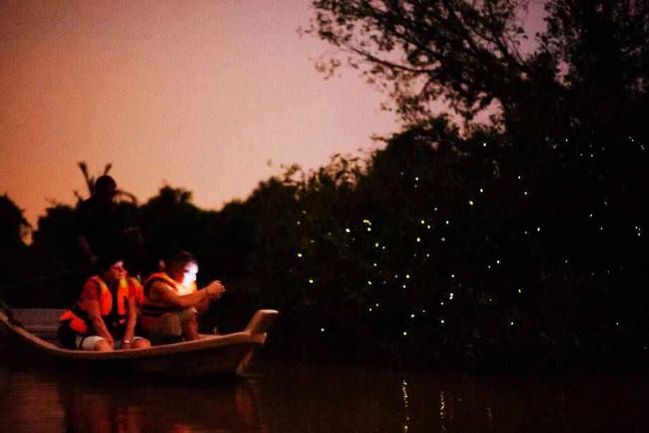 kuala-selangor-firefly-tour_4 kuala-selangor-firefly-tour_4