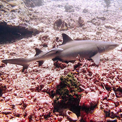 sipadan3shark