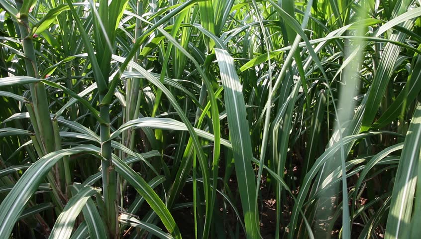 Sugarcane Plantation