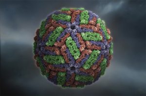 Dengue-Virus