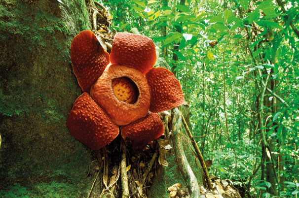 The-flower-of-Rafflesia-I-006
