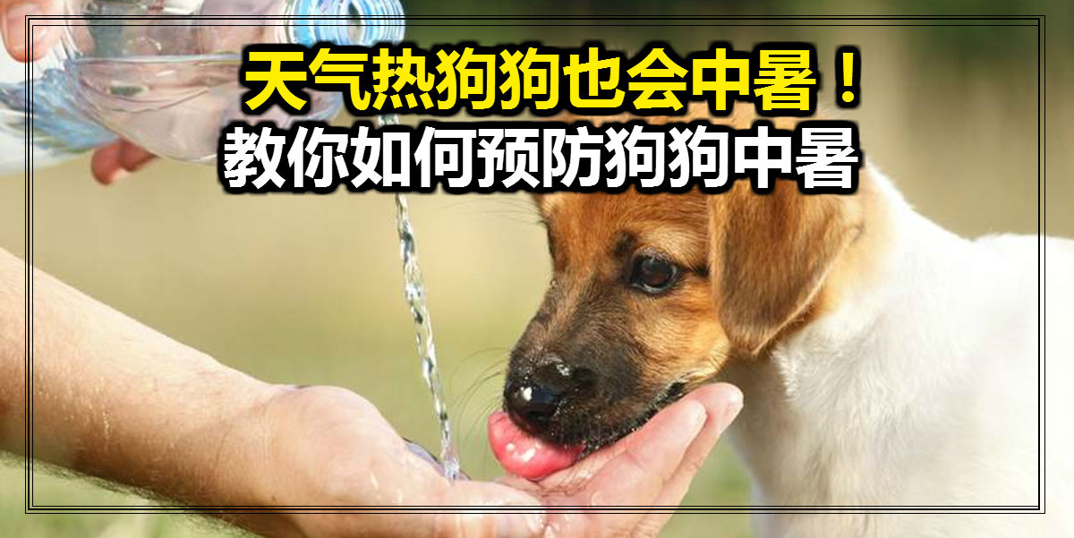 dog-drinking-water 1