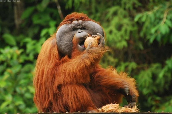 orangutan sarawak