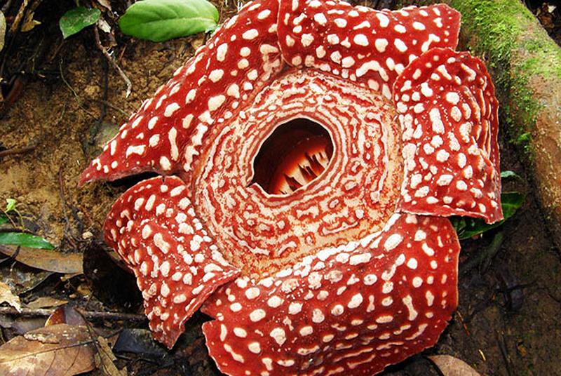 rafflesia