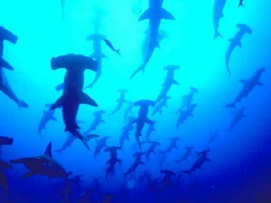 schooling-hammerheads