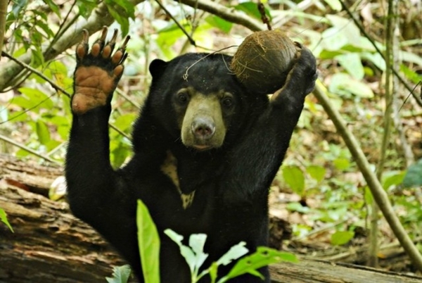 sun bear borneo