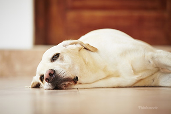 top-10-signs-your-dog-may-be-sick-and-what-you-can-do-about-it-480835245