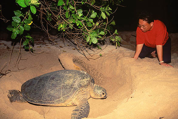 turtle-laying eggs