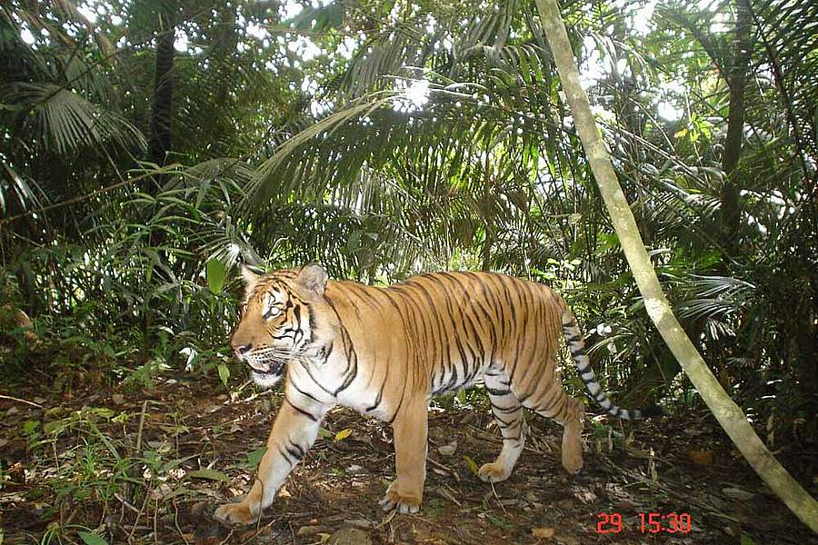 Taman negara endau rompin