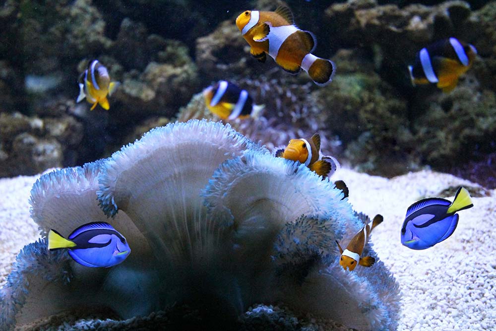 underwater-world-langkawi-2