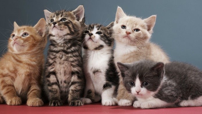 cute-cats-kittens-that-look-alike