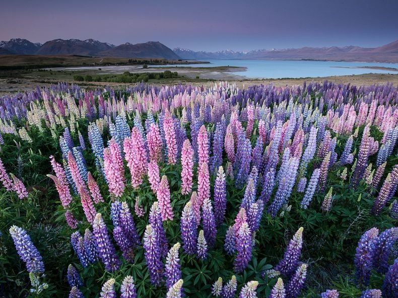 lupins-lake-tekapo-12