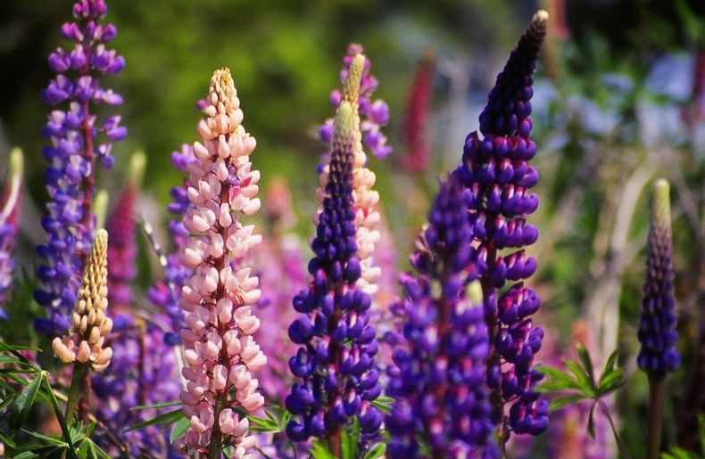 lupins-lake-tekapo-56