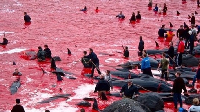 Sea-Shepherd-sindigne-de-louverture-de-la-chasse-aux-dauphins