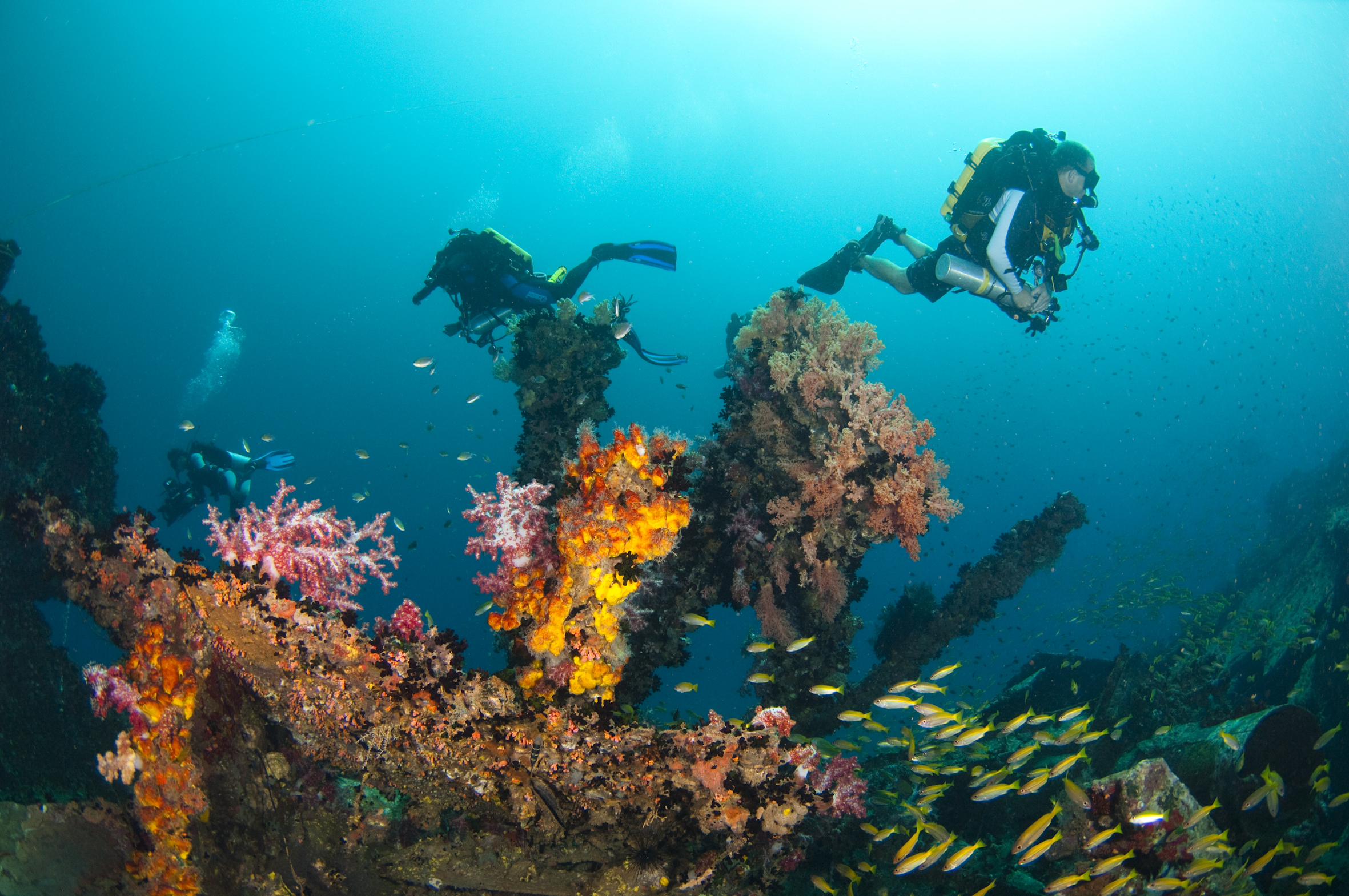 Divers at the Rice Bowl Wreck with school of Bigeye Snappers, Lutjanus lutjanus, and Soft Corals, Usukan Bay, Sabah, Malaysia
