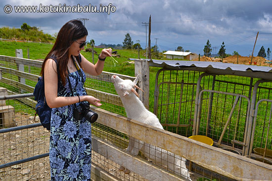 desa-dairy-farm-feeding2