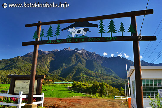 desa-dairy-farm-mesilau